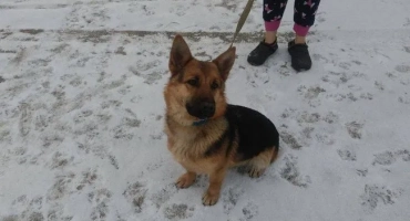 Най -малкият пастир в света: описание на породата